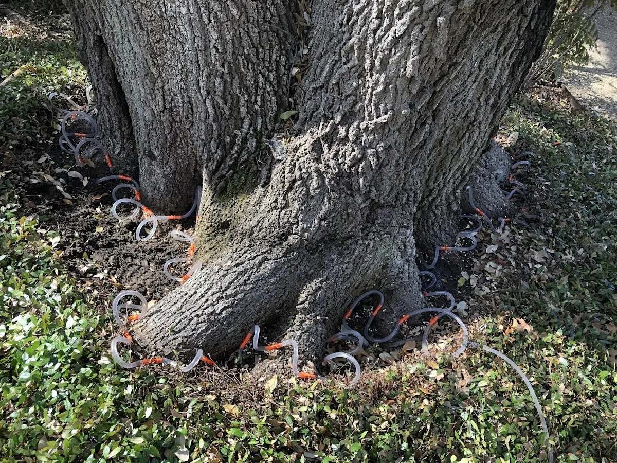 Detailed Tree Cabling and Bracing job site in Noel