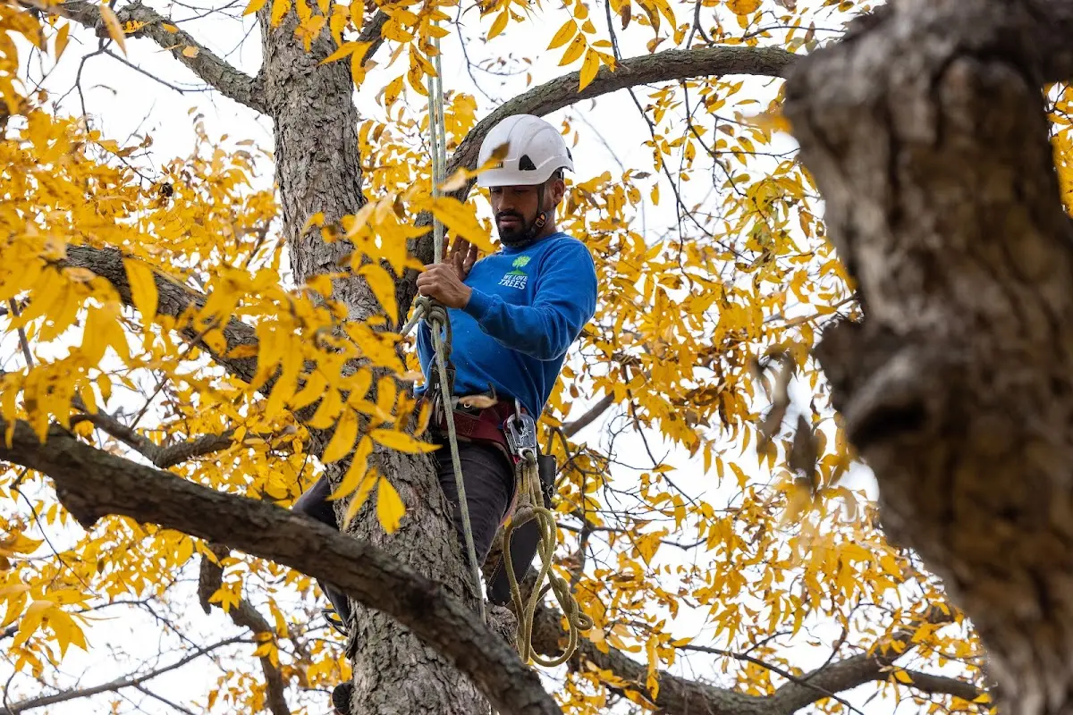 Skilled Tree Trimming crew working in Noel